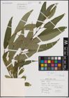 Foto von Salix fragilis L.